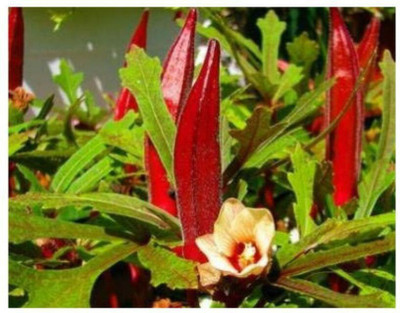Farmonix Z280_Z_Organic seed Red Okra Bhindi Seed(50 per packet)