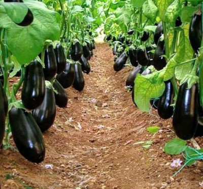 JDM Store eggplant seeds Seed(40 per packet)