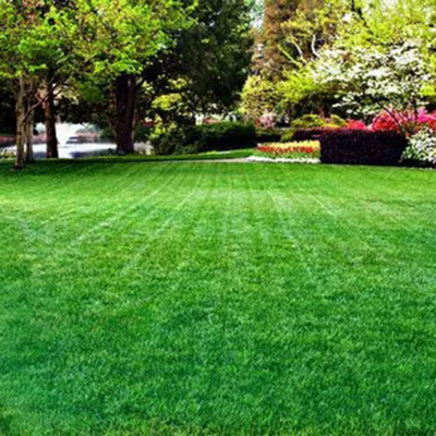 naturehils Bermuda Carpet Grass Seeds, Lawn Grass Seeds, F1 Hybird Playgraund Grass Seed(11000 per packet)