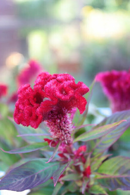 UGRA COCKSCOMB FLOWERS SEEDS Seed(5 per packet)