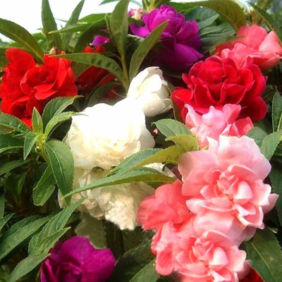 Cloud Farm Balsam Double Mixed Flower Seed(110 per packet)