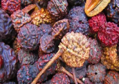 wequality Rudraksha seeds for planting at home Seed(18 per packet)