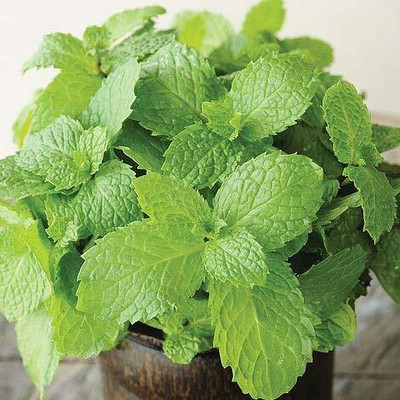 LPR PUDINA,MINT Seed(20 per packet)