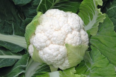 KNESSiN VXI-37 CLARIFY Cauliflower Seed(500 per packet)