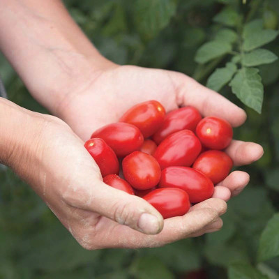 Quentova Tomato Valentine-XII-6A Seed(300 per packet)