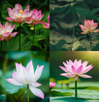 ibains Japanese dwarf lotus seeds for planting beez 6 Seed(6 per packet)