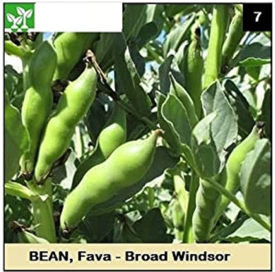 CYBEXIS FAVA, BROAD WINDSOR BEAN200 Seeds Seed(200 per packet)