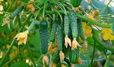 WILLVINE VVI-284 Cucumber Envy of a Neighbor F1 Seed(200 per packet)