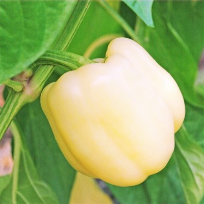 TRICONE Hybrid White Capsicum Shimla mIrch शिमला मिर्च के बीज 250 Seeds 
DF27 Seed(250 per packet)