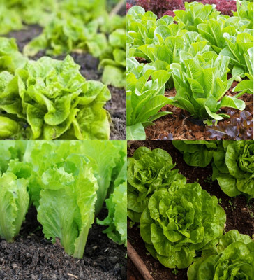 ibains Lettuce seeds for hydroponic biij 10 Seed(10 per packet)
