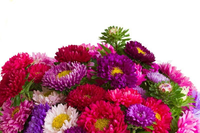 XOLDA Exotic aster Seed(43 per packet)