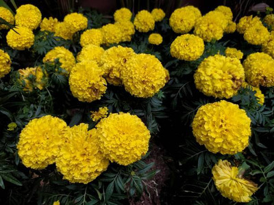 MaliaGarden marigold/gende ka phool flower seeds Seed(50 per packet)
