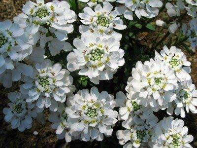 Aywal umbellata Dwarf Fairy Mix - Candytuft Seed(80 per packet)