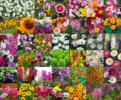 Agrey Agrey combo of 40 variety flower seeds with instruction manual. Seed(40 per packet)