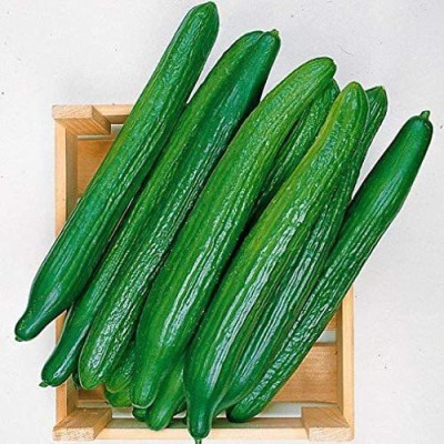 VibeX XL-80 - Cucumber Emelya Giant Long - (450 Seeds) Seed(450 per packet)