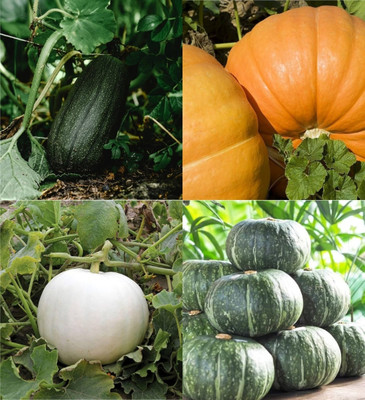 ibains Pumpkin seeds for growing beez 18 Seed(18 per packet)