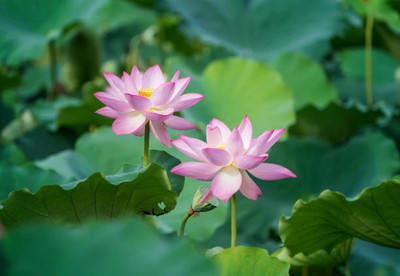 VINSIN lotus,kamal gatta Seed(10 per packet)