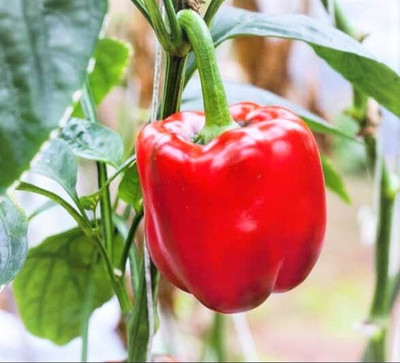 Aywal Red Capsicum (shimla mirch) Seed(60 per packet)