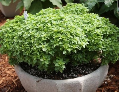 Qualtivate PAU-23 Boxwood Basil Plant Seeds Seed(1000 per packet)