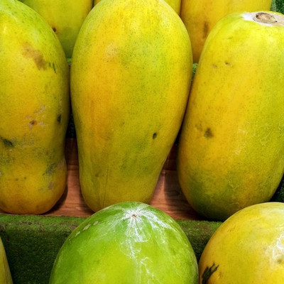 KLARKEE Papaya Seeds Dwarf Variety Seed(300 per packet)