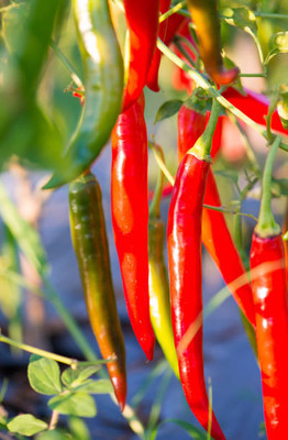 Kodali Hybrid F1 Chilli Seeds Pack Of 82 Seed(82 per packet)