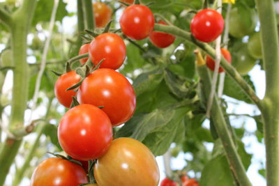 Asha Enterprises tomato Seed(125 per packet)