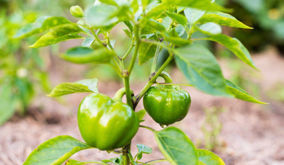 DEYS AGRO ™ shimla mirch seeds,vegetable plant Seed(21 per packet)