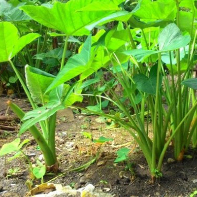 SREE Taro Root,Kachu Seed(5 per packet)