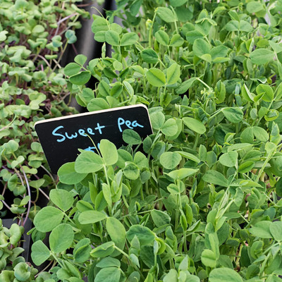 Qualtivate FXL-5AT Sweet Green Pea Sprouting Seeds Seed(200 per packet)