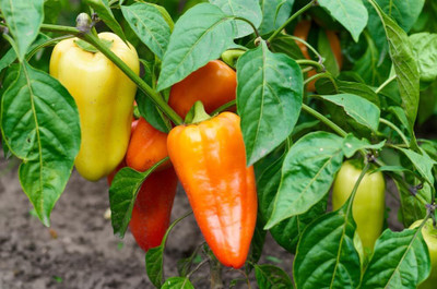 KNESSiN High Yield Lunch Box Sweet Pepper Vegetable Seeds for Garden-(1200 Seeds) Seed(1200 per packet)