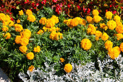 Rawmest marigold/gende ka phool flower seeds Seed(50 per packet)