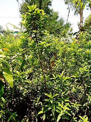 Aywal Red Guava/Amrud/Amrood Fruit Seed(90 per packet)