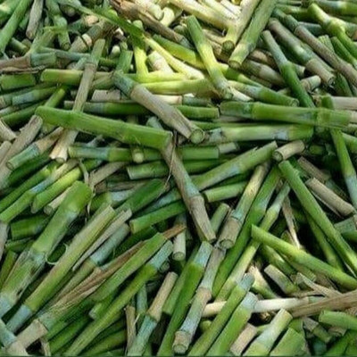 Arshiayat Super Napier Grass Stick Seed(23 per packet)