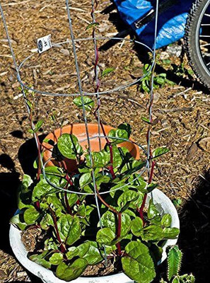 CYBEXIS LX-30 - Malabar Red Stem Spinach - (250 Seeds) Seed(250 per packet)