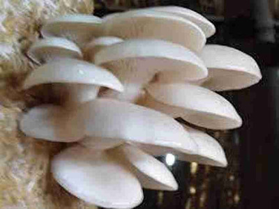 sirian Oyester mushroom seeds Seed(94 per packet)