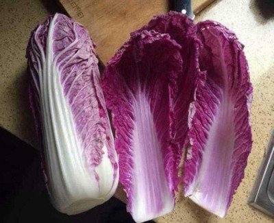 KNESSiN IX-57 Cabbage Purple Seed(500 per packet)