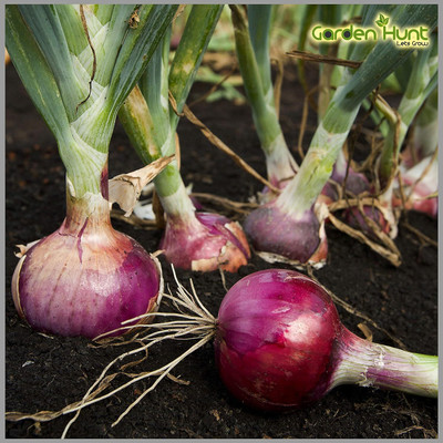 WILLVINE ROX -VI Onion Big (Red Color) Traditional [1g] Seed(750 per packet)