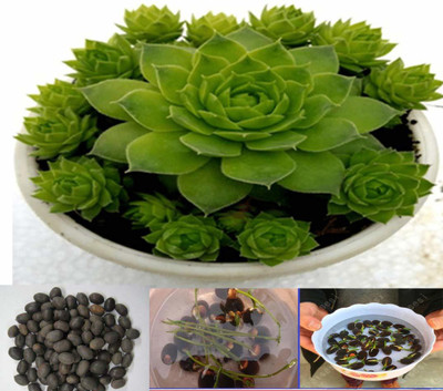 KANAYA Lotus Seed(10 per packet)