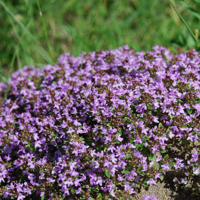 Qualtivate HUA-6A Wooly Creeping Thymus Seed(50 per packet)