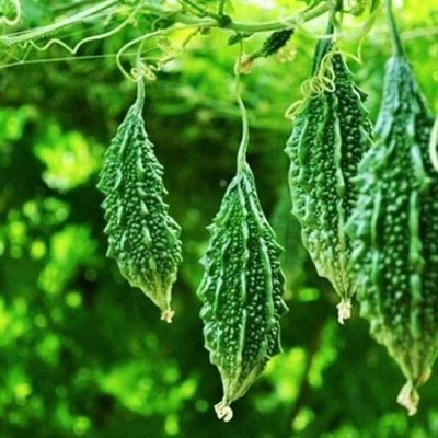 Aywal Long Bitter Gourd Karela Vegetable Seed(20 per packet)