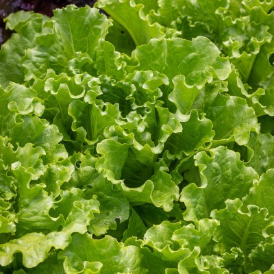 Seedlings india Lettuce Batavia Herb Seed(20 per packet)