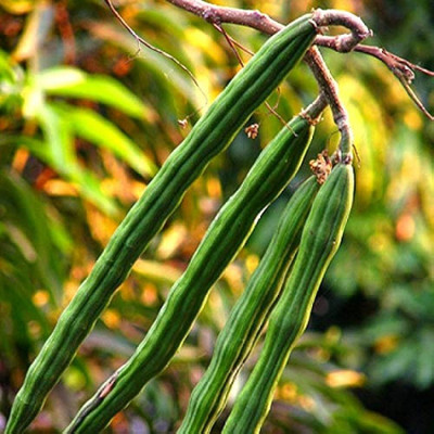 abiswas Drumstick Seeds PKM1 For Planting Seed(20 per packet)