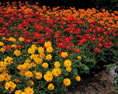 ZIXA Cosmos Mix Seed(30 per packet)