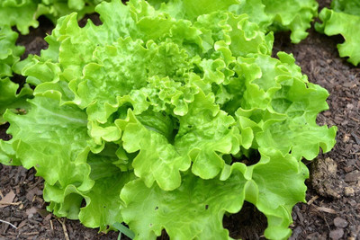 Qualtivate HUA-4A Leaf Lettuce Four Seasons Seed(300 per packet)