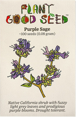 CYBEXIS PAU-96 - Purple Sage - (150 Seeds) Seed(150 per packet)