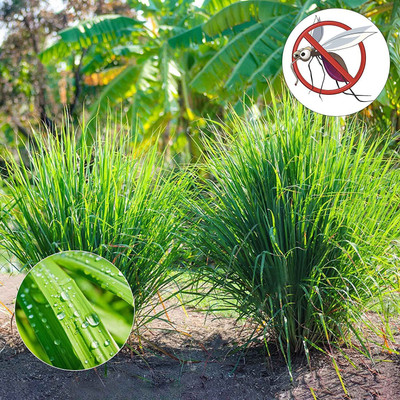 VibeX ® VLR-10 Seeds Lemon Grass Seed(500 per packet)