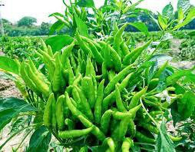 Weber Chilli seed , mirchi seed Seed(170 per packet)