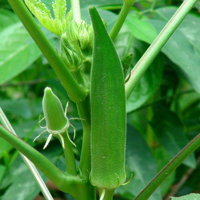 Cloud Farm Biocarve Okra - Pack of 100 Seeds Seed(20 per packet)