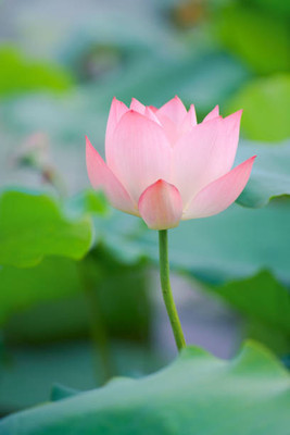 YUGANTAR lotus,kamal gatta Seed(14 per packet)