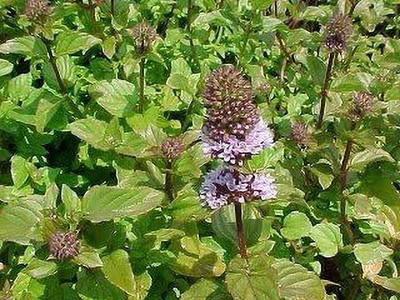Qualtivate ICRA-9A Orange Mint Seeds Seed(200 per packet)